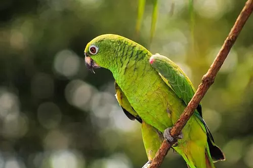 Pólvora: a metros de los animales