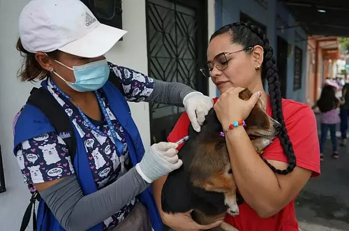 Habrá vacunación antirrábica para mascotas en Villavo