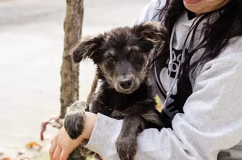 Del sufrimiento de la calle a la felicidad de la adopción