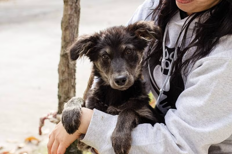 Del sufrimiento de la calle a la felicidad de la adopción