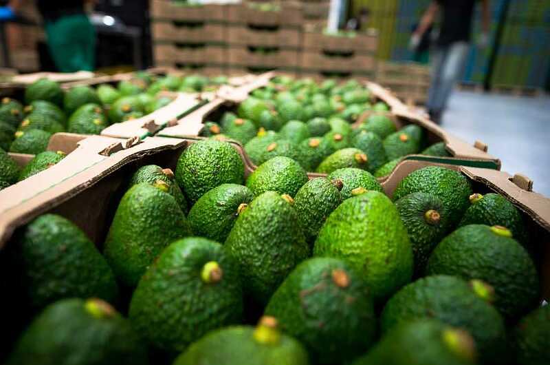 Colombia envió 22,5 toneladas de aguacate Hass a Chile