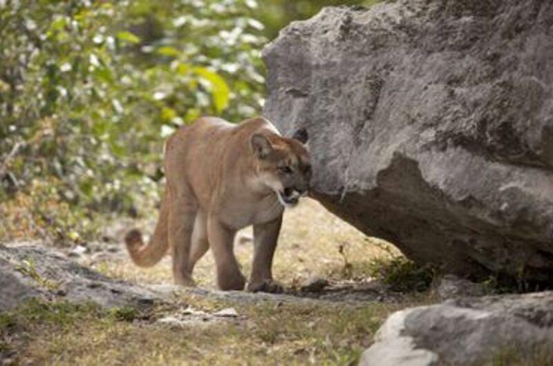 Inician búsqueda de puma involucrado en accidente vial 