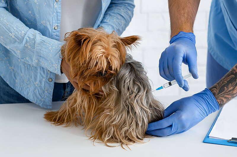 Villavicencio: habrá jornada de vacunación para mascotas