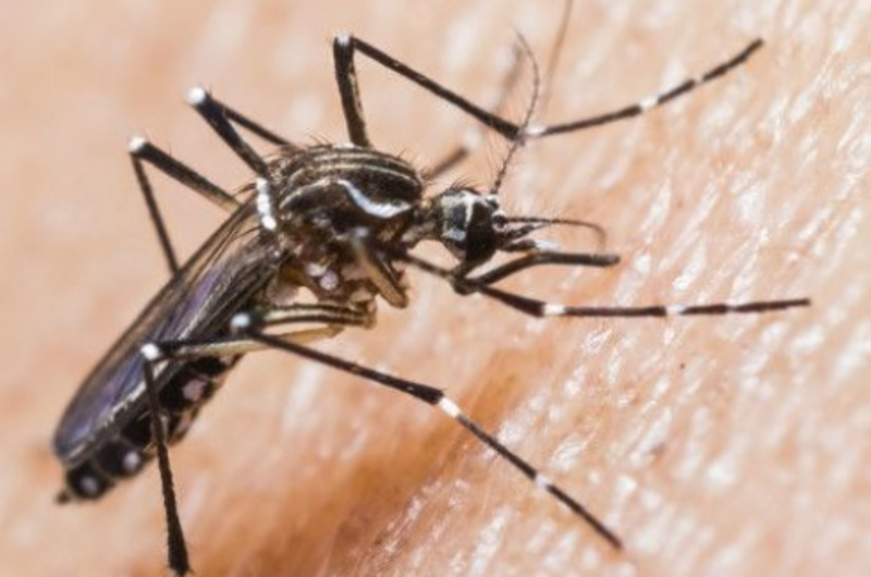 Alerta por aumento de casos de dengue en Villavicencio 