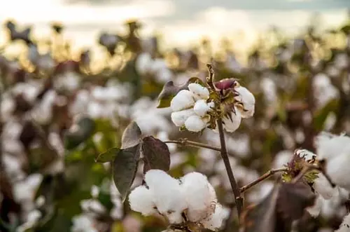 6.000 nuevos empleos traerá la siembra de algodón en el Meta