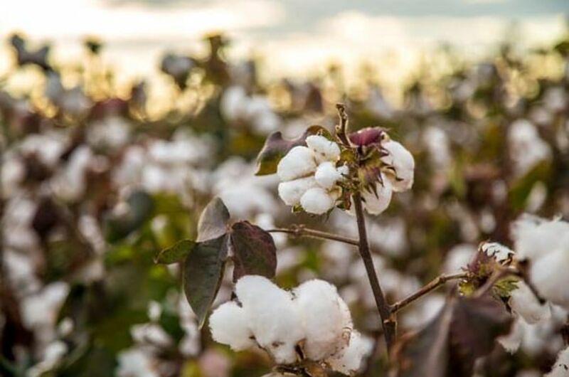 6.000 nuevos empleos traerá la siembra de algodón en el Meta