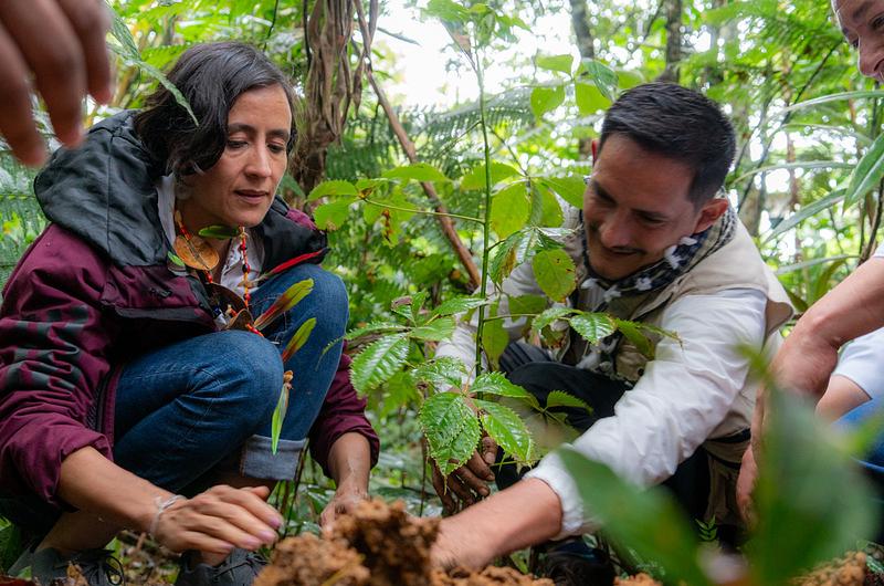 13 % de deforestación del país vinculada a cultivos ilícitos