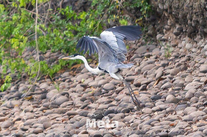 ¿APP para identificar aves y mamíferos en la Orinoquia?