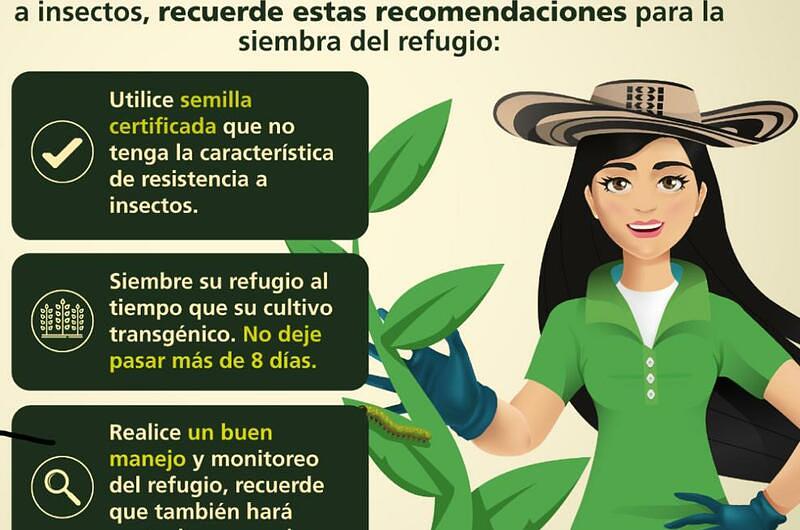 La importancia de refugios en el cultivo de algodón y maíz