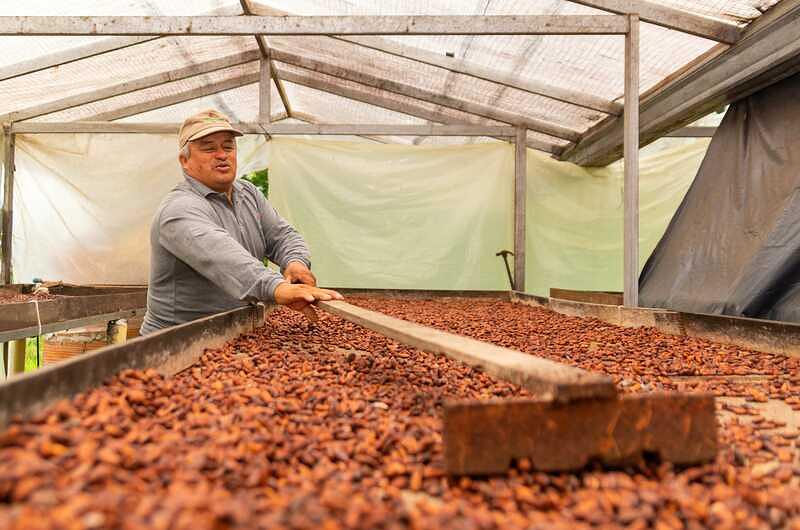 Alemania quiere cacao del Meta