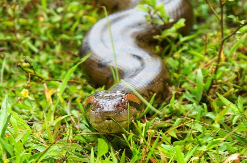 Meta: aumentó avistamiento de  serpientes 