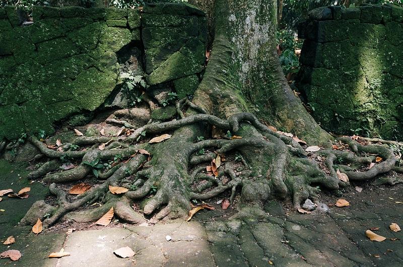 ¿Plantación de árboles, solución para el cambio climático?