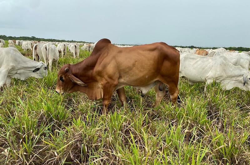 ¿Por qué se están quejando los ganaderos colombianos?