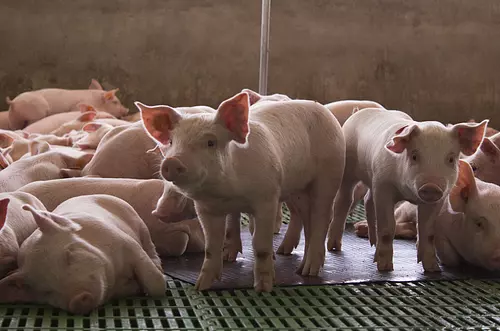 La Fazenda mantiene la senda del crecimiento