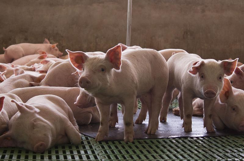 La Fazenda mantiene la senda del crecimiento