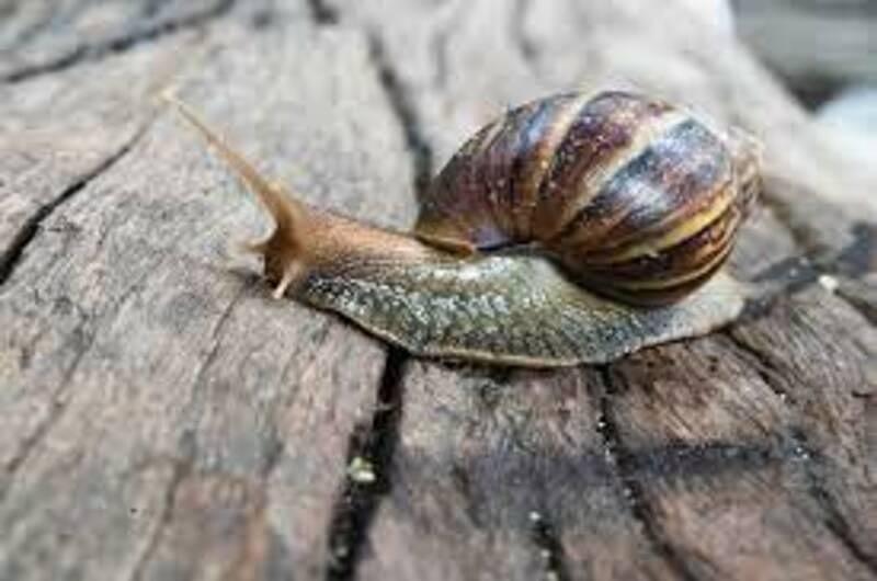 Alerta por presencia de caracol gigante africano en el Meta