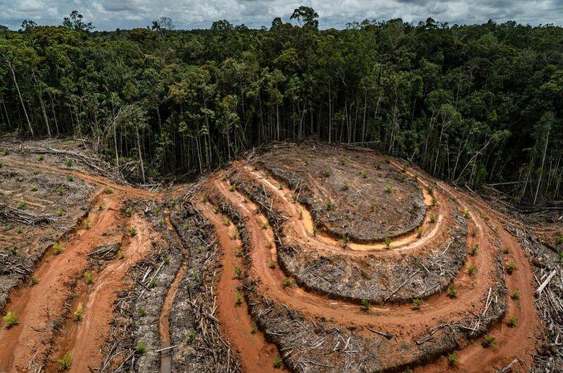 En Colombia se han deforestado  tres millones de hectáreas