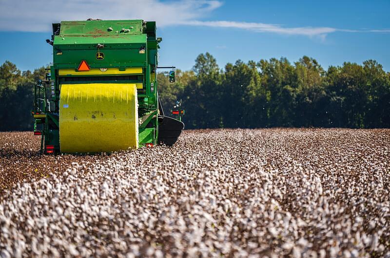 Algodón: la apuesta para recuperar el cultivo en los llanos