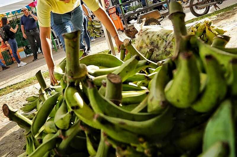 Aquí le contamos los resultados del mercado campesino 