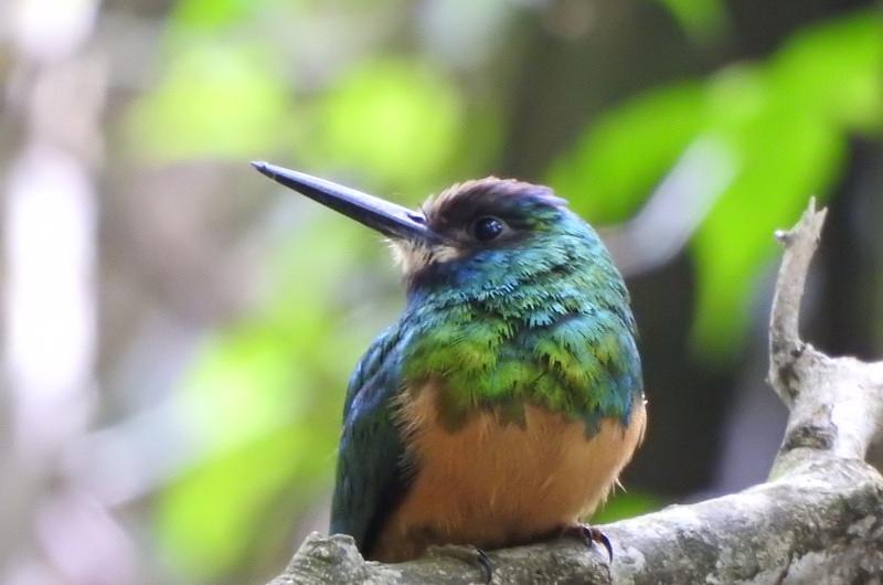 Colombia avista el 20% de aves en el mundo