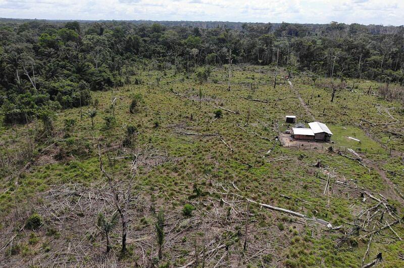Deforestadores no detienen su accionar en bosques del Meta