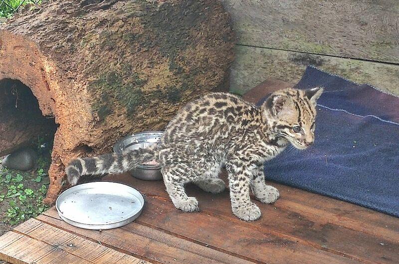 ¿Cuántos animales ha rescatado Cormacarena?