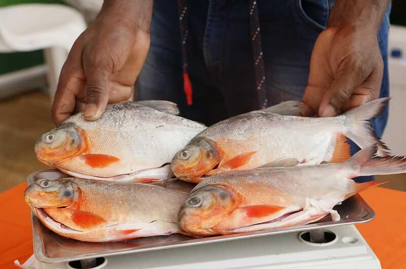 A comer pescadito en Semana Santa