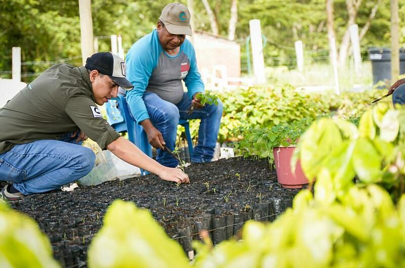 A la deforestación le 'plantamos' cara en el Meta