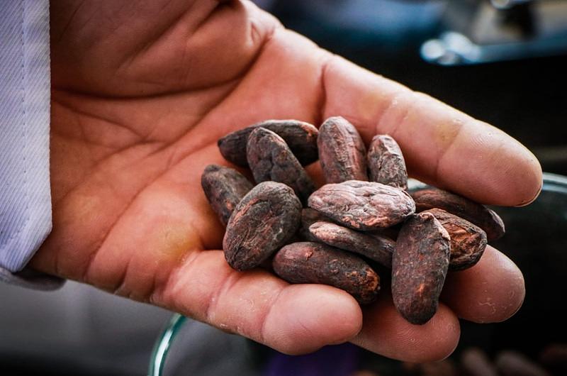 ¿Cuáles son los semifinalistas del concurso ‘Cacao de Oro'?