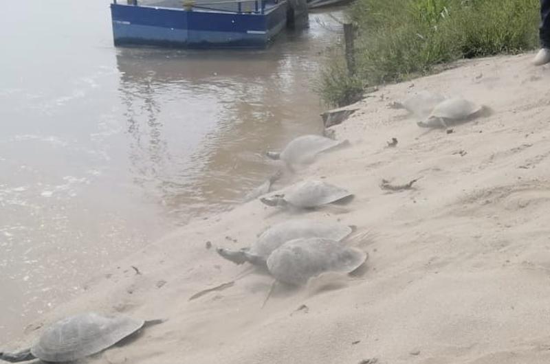 Evitan comercialización de tortugas