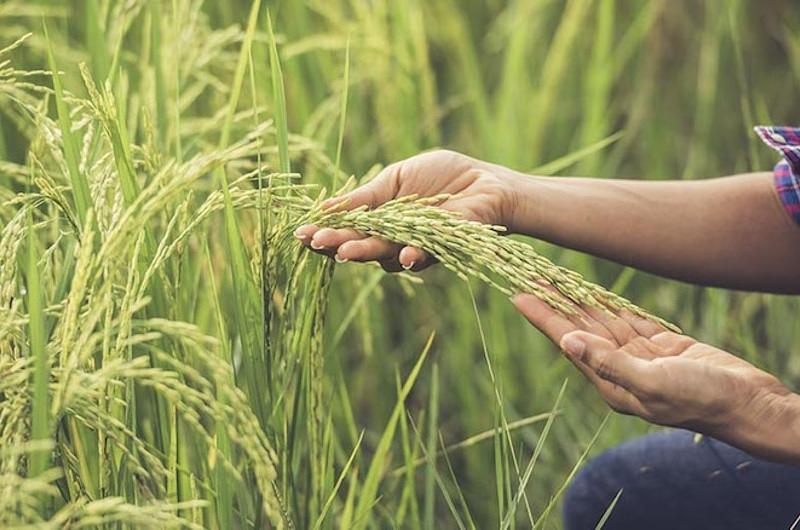 Así funcionará el  Incentivo al Almacenamiento de arroz