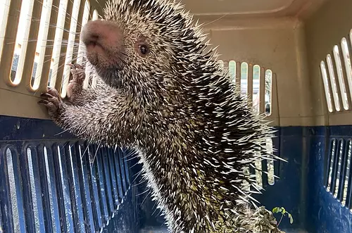 Oso Perezoso y Puercoespín fueron rescatados por la Policía 
