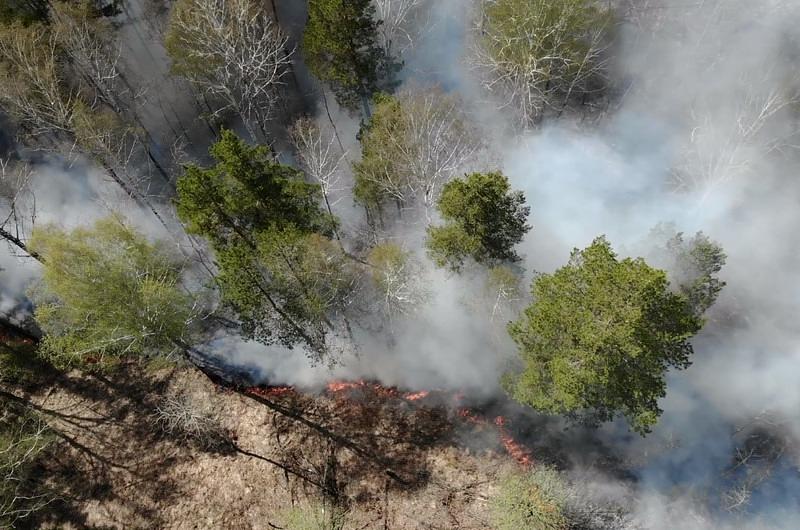 Meta: avanza lucha contra la deforestación