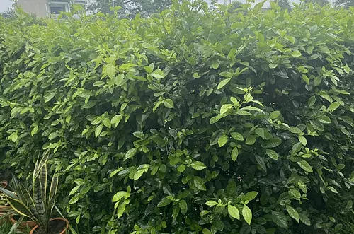 Qué es el ‘pabellón verde’ en Expomalocas 