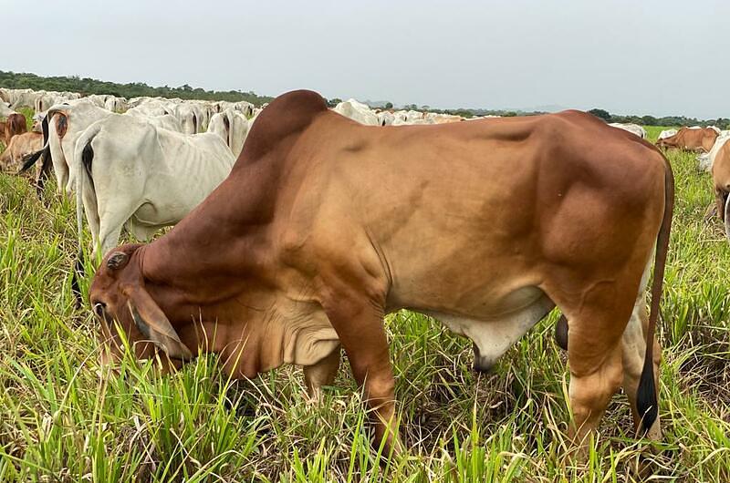 ¿Crisis alimentaria por alza en precios de la carne?