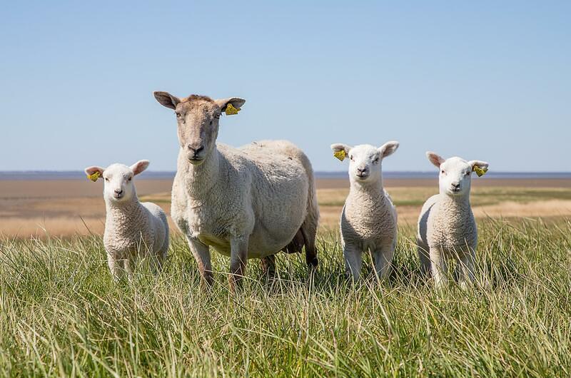  70 mil millones de animales son asesinados  para alimento 