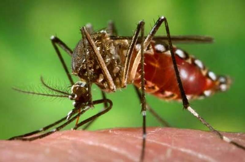 Meta tiene  casi 3 mil casos notificados de Dengue