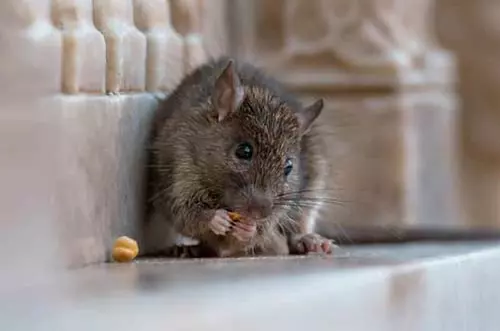 Cierran restaurante en Villavicencio por presencia de plagas