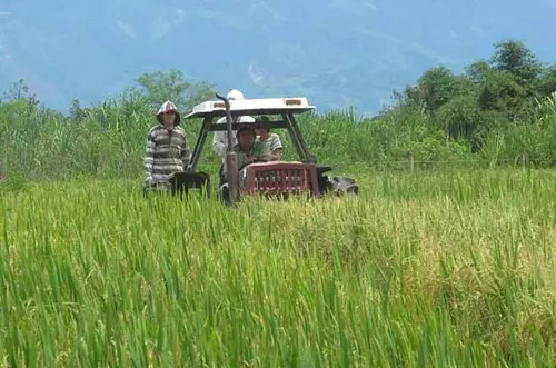 Arroceros eligen sus comités seccionales en el Meta