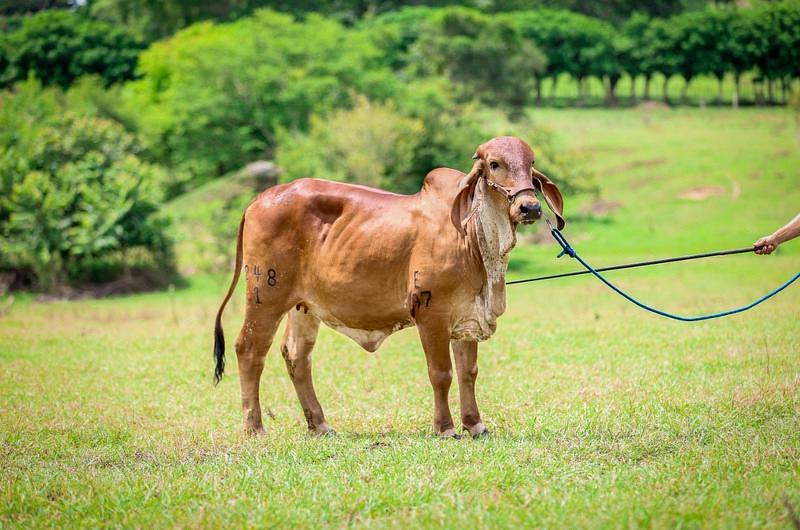 Vuelve Agroexpo Caribe 2022 con  alianza de nivel Subastar