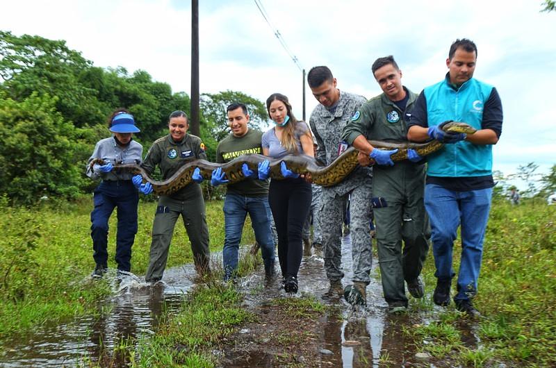 Anaconda rescatada fue liberada en reserva de  Fuerza Aérea