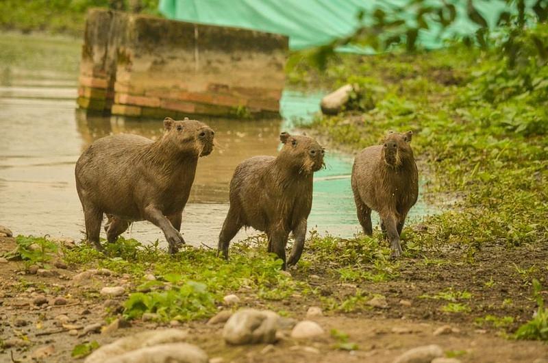 Cormacarena reubicó un grupo de chigüiros en Reserva Natural