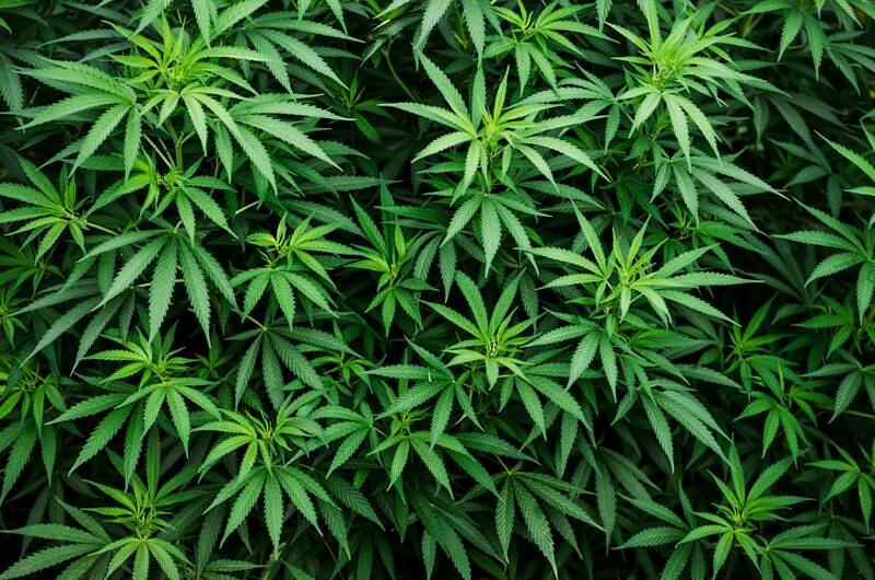 Colombia conquista mercado australiano de cannabis medicinal
