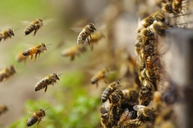 Falleció joven atacado por abejas en Villavicencio