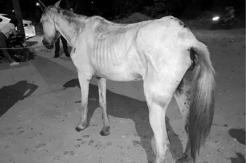 Murió yegua hallada en avanzado estado de desnutrición