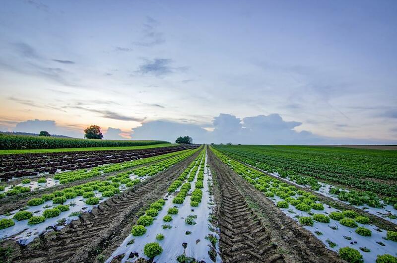 Quiénes se benefician con Ley de Insumos Agropecuarios