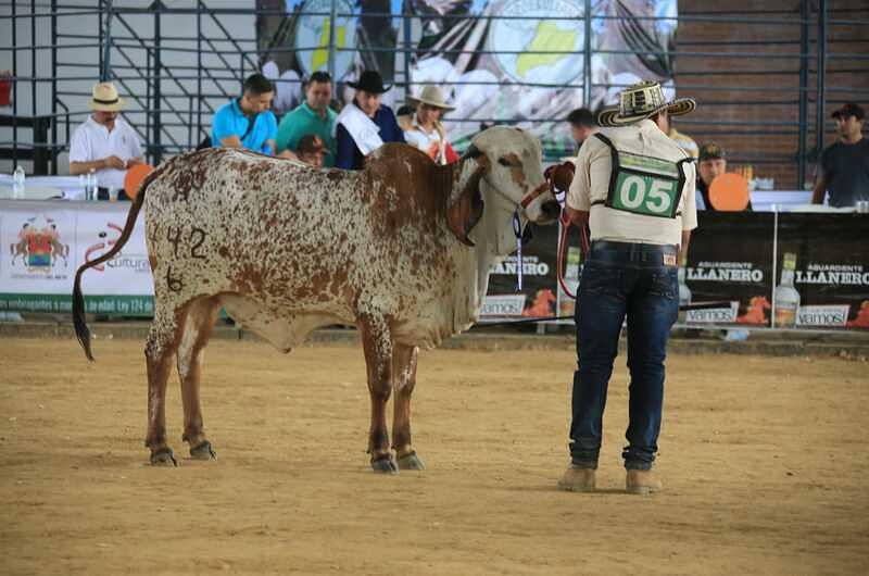 Para cuándo Expomalocas y Asocebú en Villavicencio