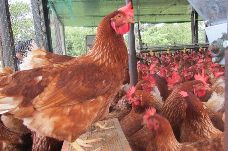 Extreman medidas de prevención contra influenza aviar