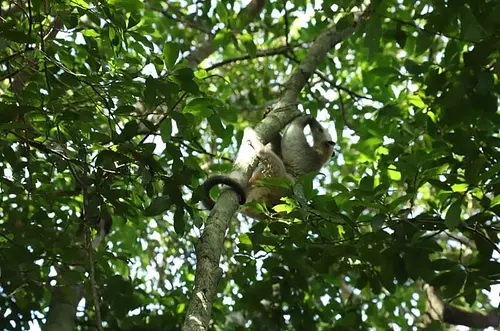 ¿Disminuye deforestación en el Meta?