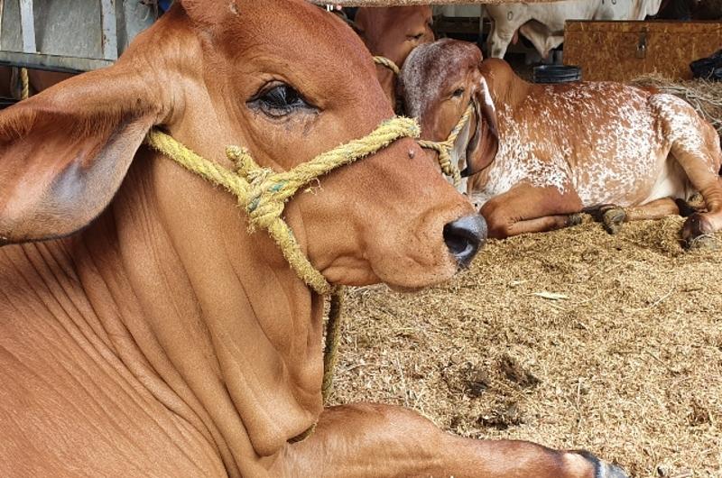 Exportación de ganado bovino en pie a Arabia Saudita